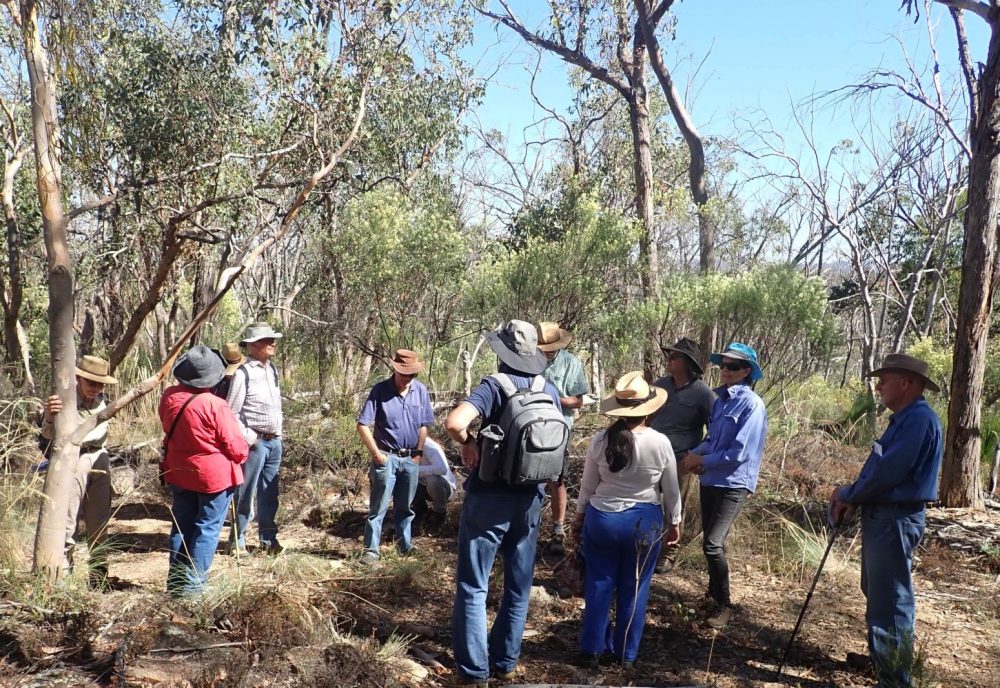 Visit to Eucalyptus prava woodland and  Cassinia laevis discussing fire 18 March  2023.