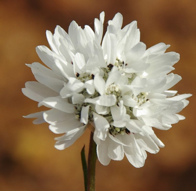 Cephalipterum drummondii