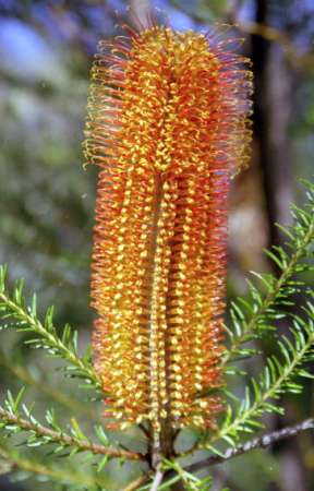 Left – hooked style –
Banksia ericifolia, Photo:  F. Langshaw