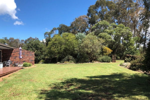 Banksia spinulosa yellow foliage standing out on the right of the garden section