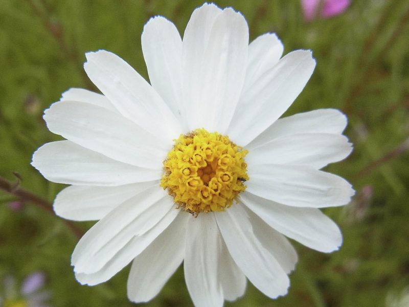 Daisy, daisy: how to grow native daisies for maximum impact – Story #3 ...