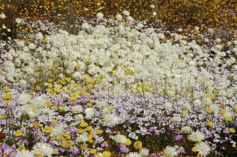 Many daisy species growing together, taken near Merredin, WA