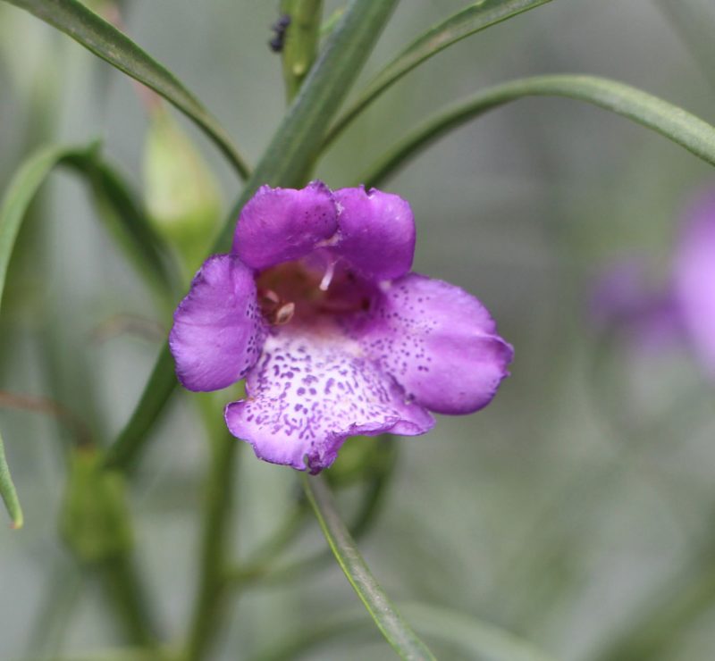 Eremophila 'Meningur Isaac' flower, image Ben Walcott