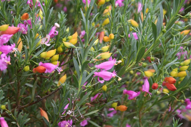 Eremophila racemosa flowers, image Ben Walcott