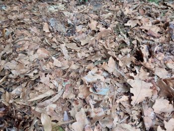 Mulch of english oak tree leaves, image by Jeff Howes