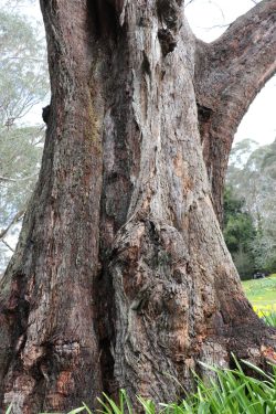 Eucalyptus fastigata trunk, image Lynne Bruce