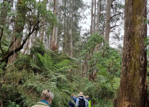 The Dandenongs - Sherbrooke Forest, Kawarra Native Garden and the Chelsea Garden at Olinda ( this is a replica of the garden designed by Philip Johnson which one the competition at the Chelsea Garden Show in London in 2013)