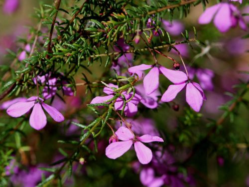 Tetratheca ericifolia, image Alan Fairley