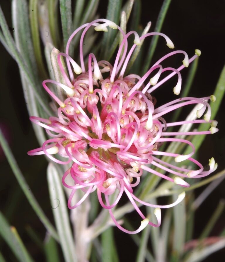 Grevillea bracteosa flower. Photo: Kevin Stokes
