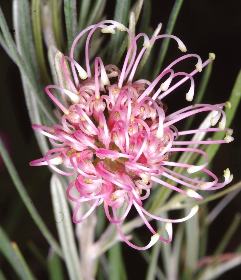 grevillea-bracteosa-kevin-stokes Grevillea bracteosa flower. Photo: Kevin Stokes