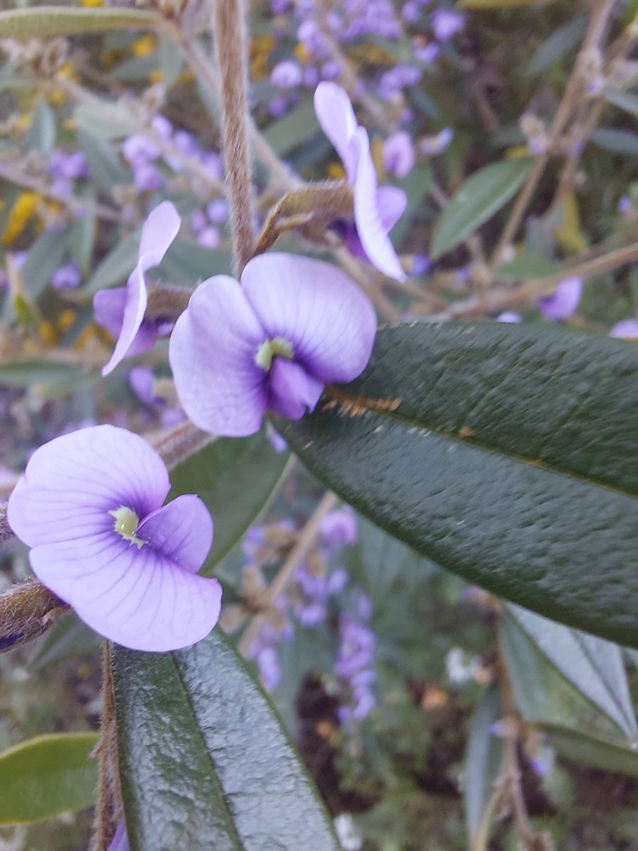 hovea longifolia flower 1 Jeff H hovea longifolia flower, image by Jeff Howes