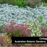 Native plants for suburban gardens