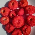 Native Raspberry, Rubus probus, produces tasty, jewel like fruit.