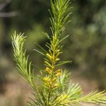 Persoonia isophylla, image Alan Fairley 