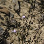 Prostanthera junonis, image Alan Fairley