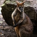 Swamp wallaby
Source: Australian Museum
