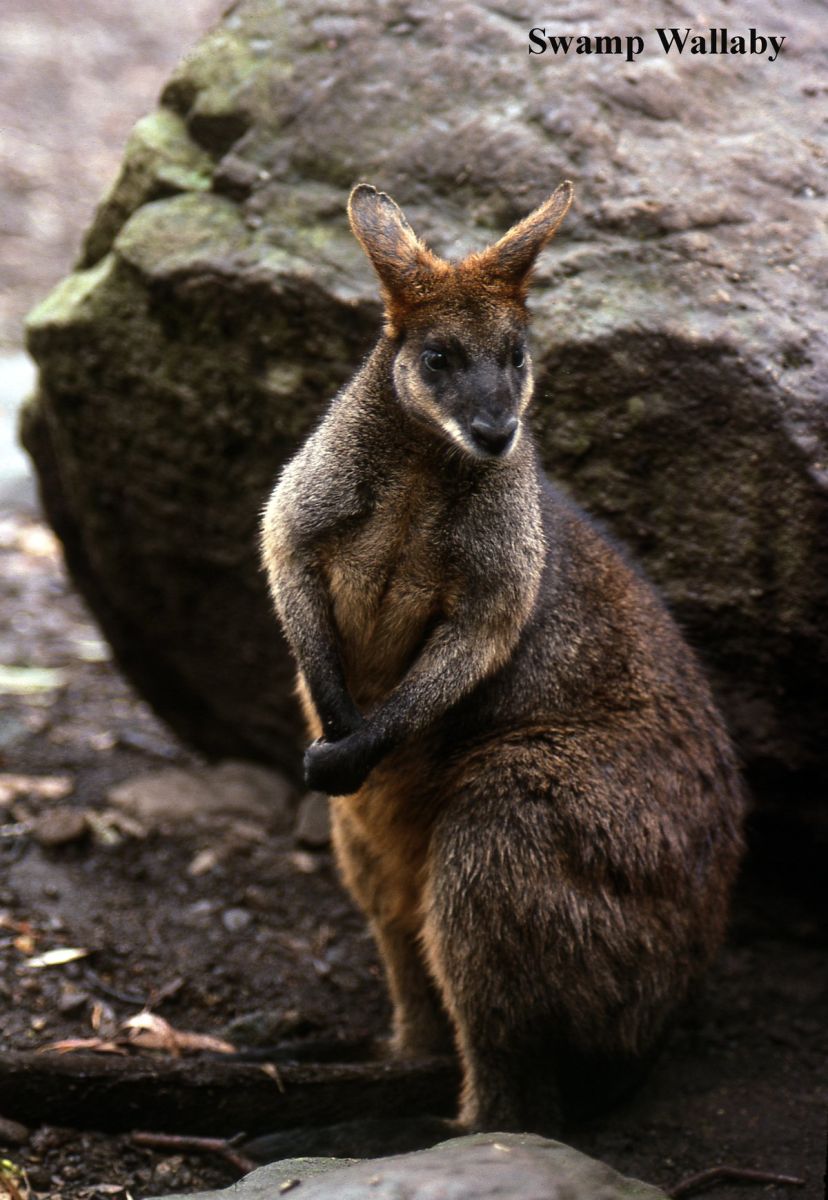 Fake news can work – if you’re a wallaby! | Australian Plants Society