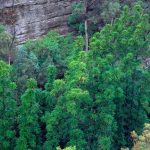 The main Wollemi Pine grove in the Blue Mountains, which was discovered 30 years ago.(Supplied: Jaime Plaza Van Roon/RBGDT via abc.net.au)