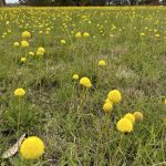 Grassland, Woorndoo, Victoria.
Image: Sandra Rogers